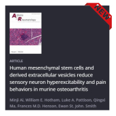 Human mesenchymal stem cells and derived extracellular vesicles reduce sensory  neuron  hyperexcitability and  pain  behaviors in  murine osteoarthritis